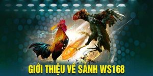 Sảnh Đá Gà Ws168 - Sân Chơi Của Các Chiến Kê Tuyển Chọn